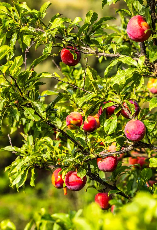 fruta menorca