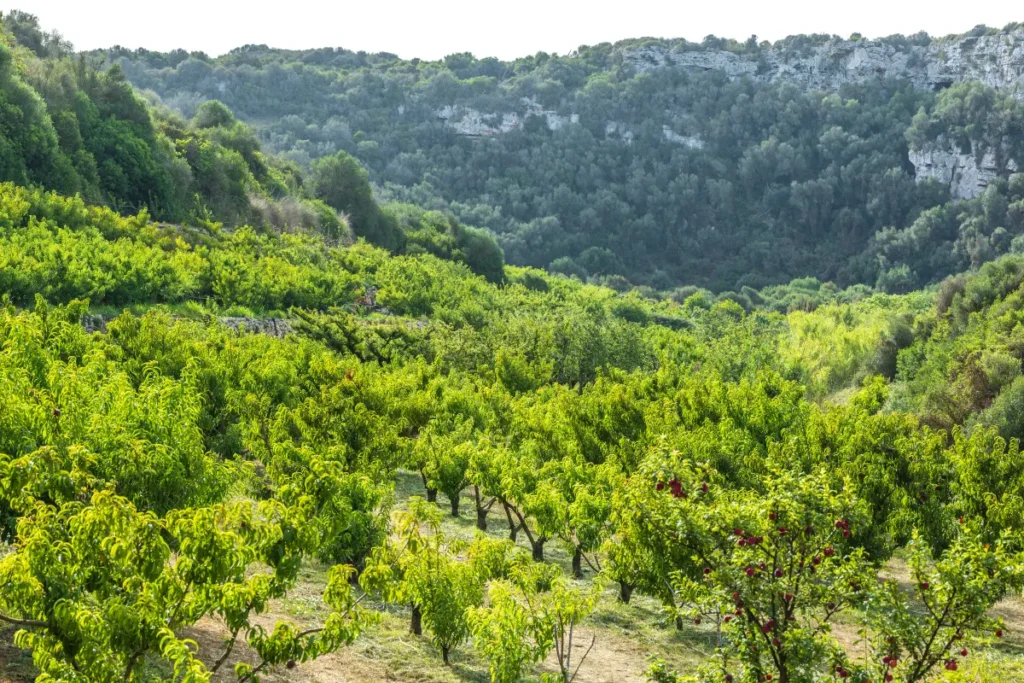 biobarranc frutas ecologicas