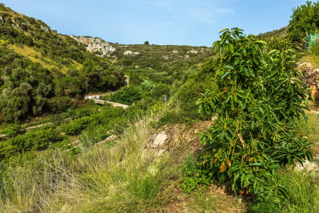 biobarranc frutas ecologicas